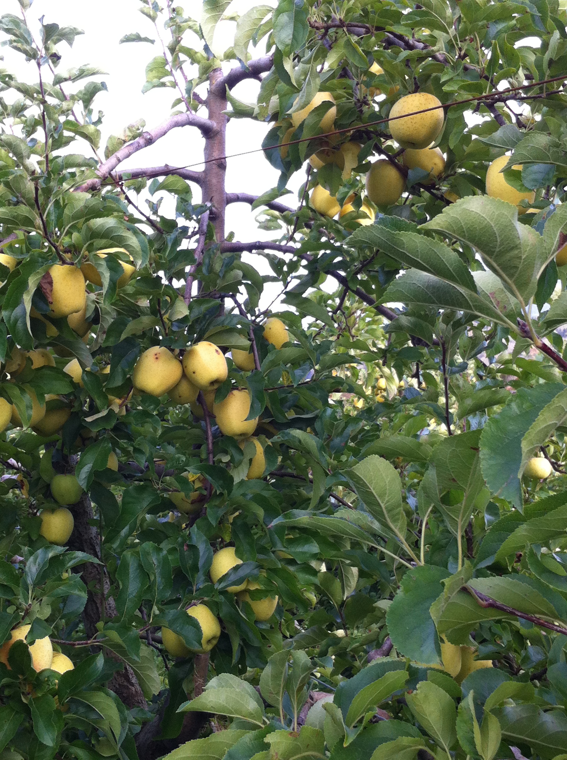 Pommes Golden